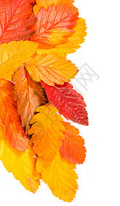 秋季五颜六色的红色罗文树枝在白色上被隔离橙子花梨木艺术植物群装饰框架枝条浆果叶子季节图片