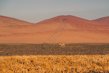 汤姆森在沙漠中的瞪羚图片