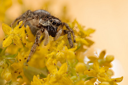跳蜘蛛和黄色花朵图片