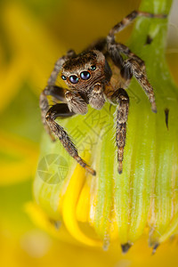 跳蜘蛛和黄芽绿色动物群漏洞黄色植物野生动物荒野动物眼睛宏观图片