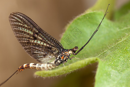 Mayfly 弥飞野生动物蜻蜓昆虫叶子宏观绿色花园动物荒野生物图片