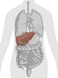 人体内部器官解剖肝身体部分卡通矢量绘图图片