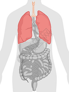 人体内部器官解剖肺身体部分卡通矢量绘图图片