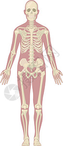 人体骨骼系统身体骨骼解剖图图表 Vecto图片