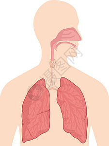 呼吸系统身体器官解剖图矢量绘图图片