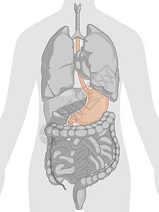 人体内部器官胃解剖身体部分卡通矢量绘图图片