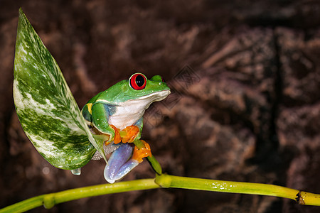红眼树青蛙坐在深棕色背景的植物杆上图片