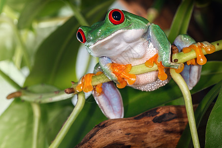 红眼树青蛙坐在植物干和摇摆上图片