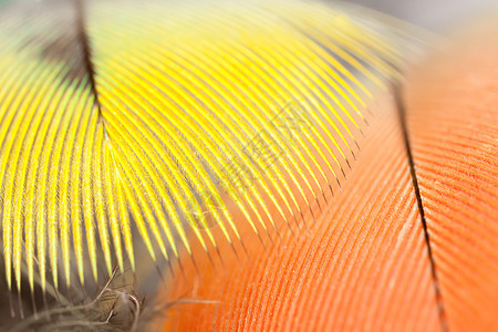 彩色鹦鹉羽毛背景图片