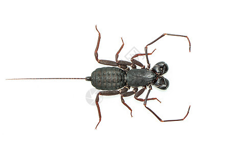 白色背景的鞭子蝎子图像 动物 昆虫热带蜘蛛生物洞穴漏洞森林生物学天线动物群环境图片
