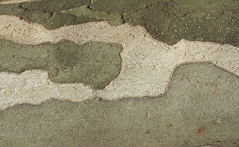平面树树皮背景上的伪装图案绿色梧桐树墙纸棕色植被植物图片