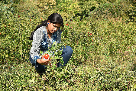 快乐的年轻妇女在有机农场或田地采摘或检查新鲜番茄蔬菜收获农民园艺培育女士国家成人食物花园图片
