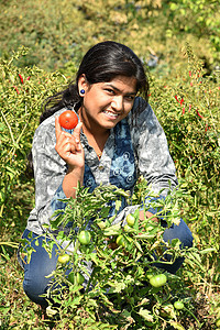 快乐的年轻妇女在有机农场或田地采摘或检查新鲜番茄女士国家女孩农业农民蔬菜食物培育植物花园图片