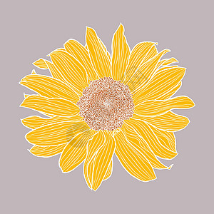 单向日葵头数字绘图黄色和赤土色 灰色背景上有白色轮廓图片