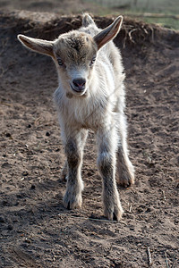小白山羊毛皮场地动物小山羊宠物乡村哺乳动物孩子婴儿农场图片