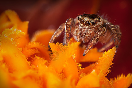 金属昆虫漏洞黄色花瓣红色食盐眼睛跳跃野生动物捕食者图片