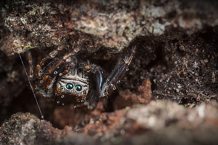 火花蠕变动物食盐漏洞野生动物宏观昆虫蜘蛛荒野捕食者图片