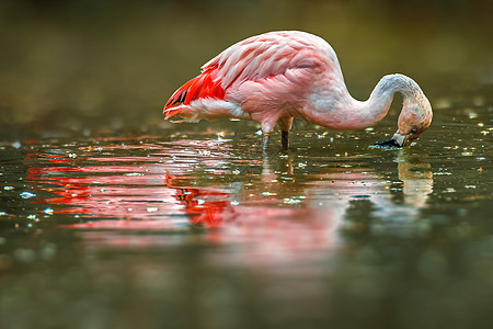 水鸟在湖上游泳湿地男性成人女性羽毛动物群荒野反射野生动物动物图片