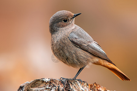 美丽多彩的鸟儿坐着看动物群栖息灰色鸣禽羽毛季节棕色动物翅膀观鸟图片