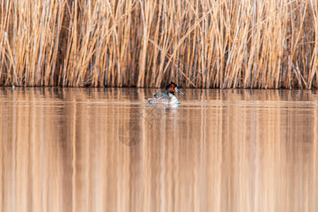 水鸟在湖上游泳反射环境自然翅膀鸟类动物群羽毛野生动物荒野成人图片
