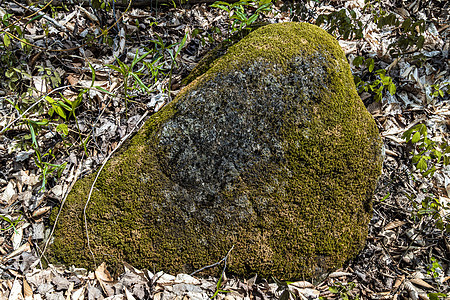 覆盖着mos的大石头图片