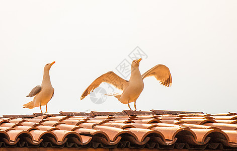 海鸥像海鸟一样 站在一栋房子的屋顶上天空动物群旅行飞行鸟类荒野航班建筑建筑学鸟儿图片