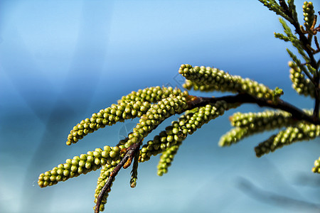 美丽的阿卡西亚树 在花园的春天药品蜂蜜植物学萼片植物花粉植物群生态香味园艺图片