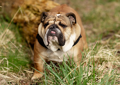 红英英国公牛犬在阳光明媚的白天站在干草地上散步动物足迹哺乳动物小狗斗牛犬牛犬朋友宠物棕色犬类图片