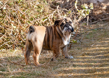 在阳光明媚的白天站在干草地上散步时 英国公牛大狗红英小狗犬类朋友足迹动物牛犬宠物哺乳动物小狗棕色斗牛犬图片