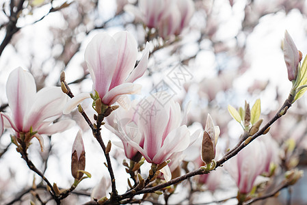 在阳光明媚的春日 在早午餐和蓝天空对准蓝天时 白花朵和粉红木兰花天空植物植物学粉色玉兰季节生长花园紫色白色图片