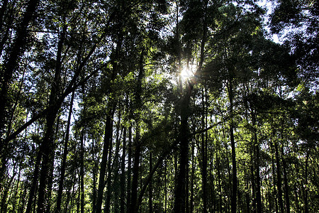 辛特拉山上林林丛茂密 树木丰饶环境生长自然日地标叶子美丽蕨类呼吸植物群公园图片