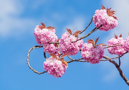 蓝天背景的樱桃树玫瑰花朵开花衬套宏观绿色生长树叶植物玫瑰园艺分支机构公园图片