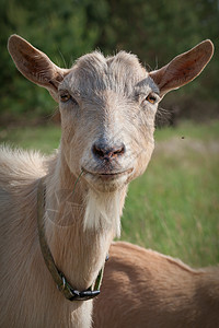 山羊肖像乳房女性头发家畜农场毛皮小山羊哺乳动物动物牛角图片