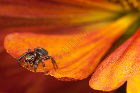 在花粉花瓣上跳蜘蛛跳跃昆虫传粉者动物植物眼睛胡须红色荒野漏洞图片