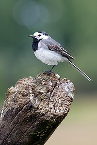 瓦尾灰色白色绿色荒野动物黑色野生动物翅膀尾巴图片