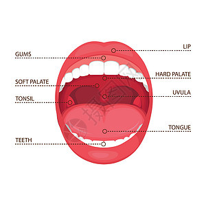 解剖人张开嘴 医学插图牙齿科学舌头卫生器官犬类牙医图表白色医疗图片