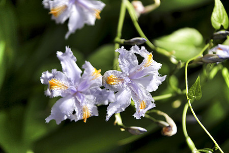 花园里美丽的伊里斯雅波尼卡鸢尾花紫色叶子荒野季节花瓣植物群凤头流苏花植物图片