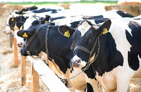 农场里的奶牛 农场里的奶牛动物奶油草原场地饮料蓝色农业全景耳朵家畜背景图片