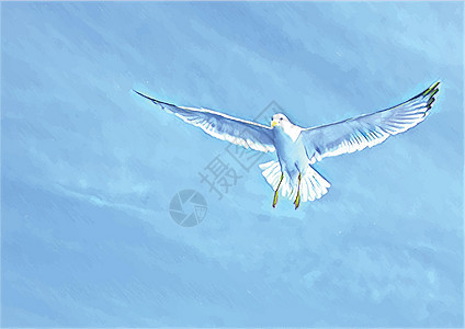 飞翔的海鸥和蓝sk图片