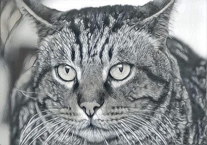 特写虎斑猫肖像晶须毛皮脊椎动物动物橙子眼睛哺乳动物猫科动物兽医小猫图片
