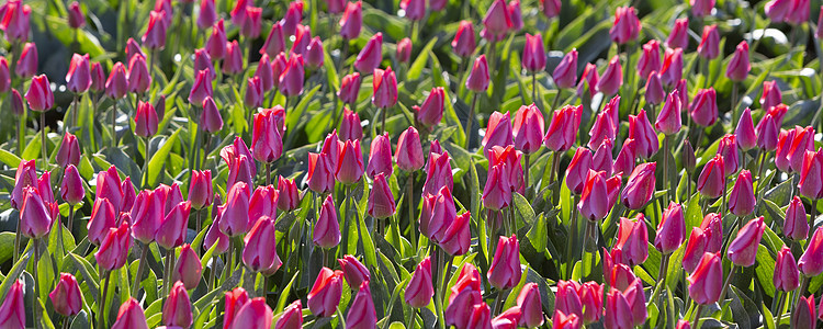 蓝色天空下田野中的粉红色郁金香季节场地叶子花束植物紫色植物群太阳晴天公园图片