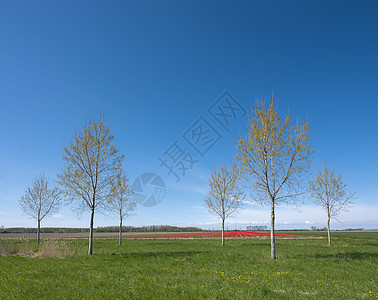 佛莱沃兰杜特克省露天下蓝天空下的树林和郁香田的开春风景背景图片