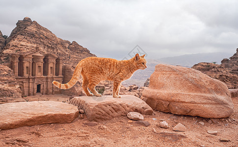 小橙小猫在红色岩石上行走 约旦佩特拉山地景观 有修道院建筑背景图片