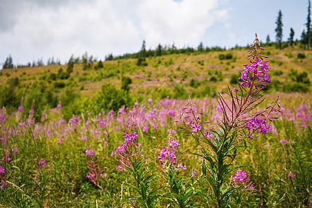 粉紫色的杂草 —— 生长在森林草甸 模糊的树木和草地背景中的花朵图片
