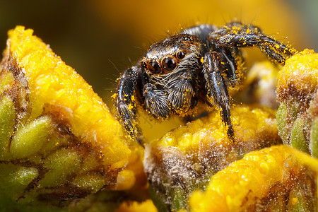 蜘蛛也玩花粉节肢动物夏天高清图片