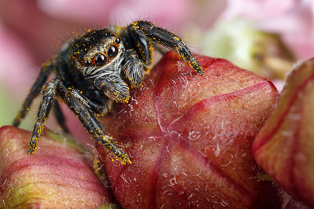 在红芽上跳蜘蛛动物咸鱼野生动物跳跃黄色眼睛宏观昆虫食盐捕食者图片
