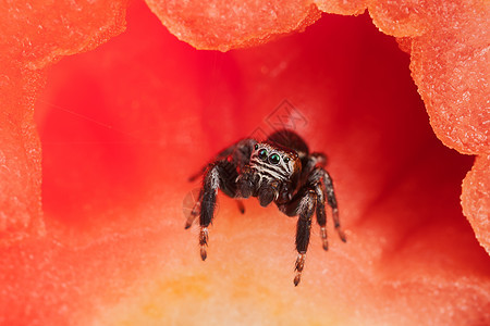 红色现场昆虫漏洞蔬菜蜘蛛细胞荒野眼睛野生动物跳跃宏观图片