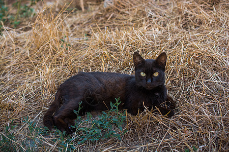 像家畜一样的可爱美小猫肖像孤独卡片哺乳动物头发怜悯宠物工作室动物猫咪猫科图片