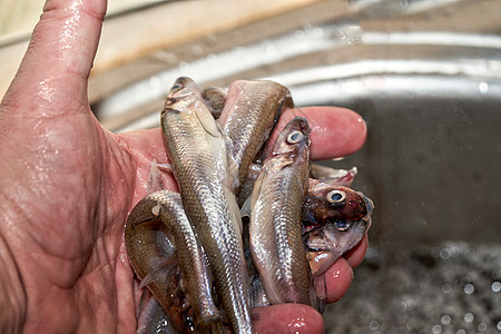 手握着在海中捕获的新鲜生生熔鱼海鲜西鲱烹饪美食食物鳀鱼尾巴鲱鱼传统宏观图片