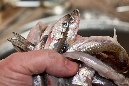 手握着在海中捕获的新鲜生生熔鱼食物钓鱼西鲱宏观午餐鳀鱼海鲜鲱鱼饮食尾巴图片